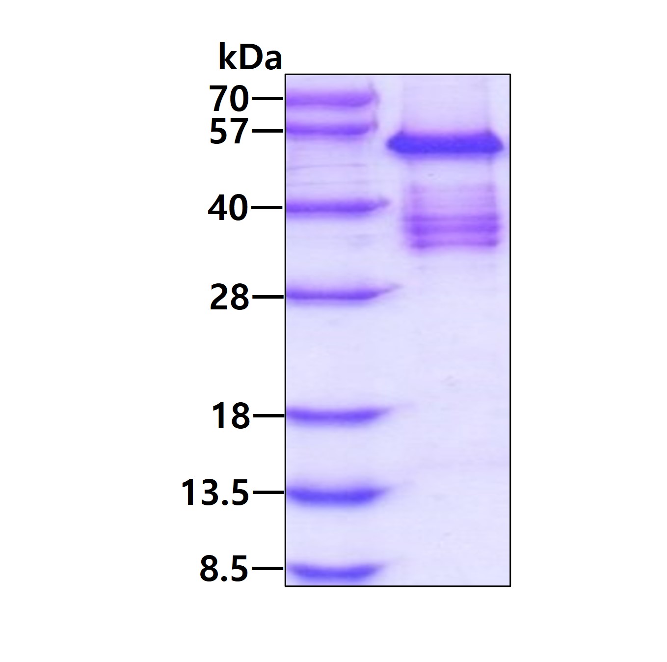 3ug by SDS-PAGE under reducing condition and visualized by coomassie blue stain